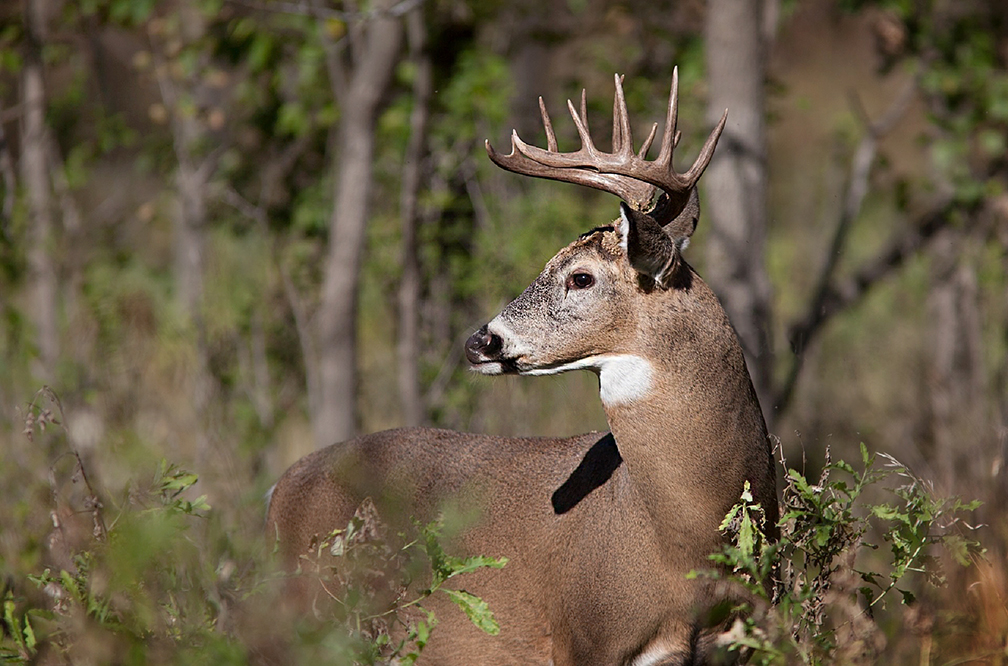 Deer Rut Report Movement Increases Ahead of Gun Season Opener